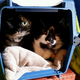 While not related, these two have been together for their entire lives. Cuddle buddies until the end. Picture from the early days in NC.
